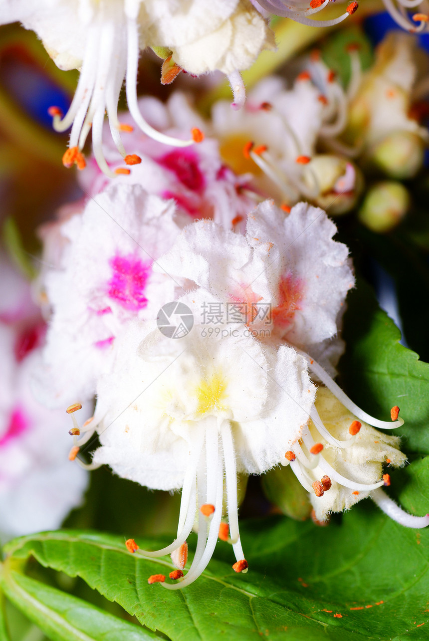 红桃花花植物公园白色绿色宏观叶子坚果板栗季节紫色图片