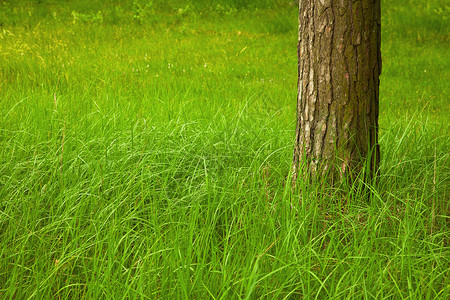 大树脚下的绿草背景图片
