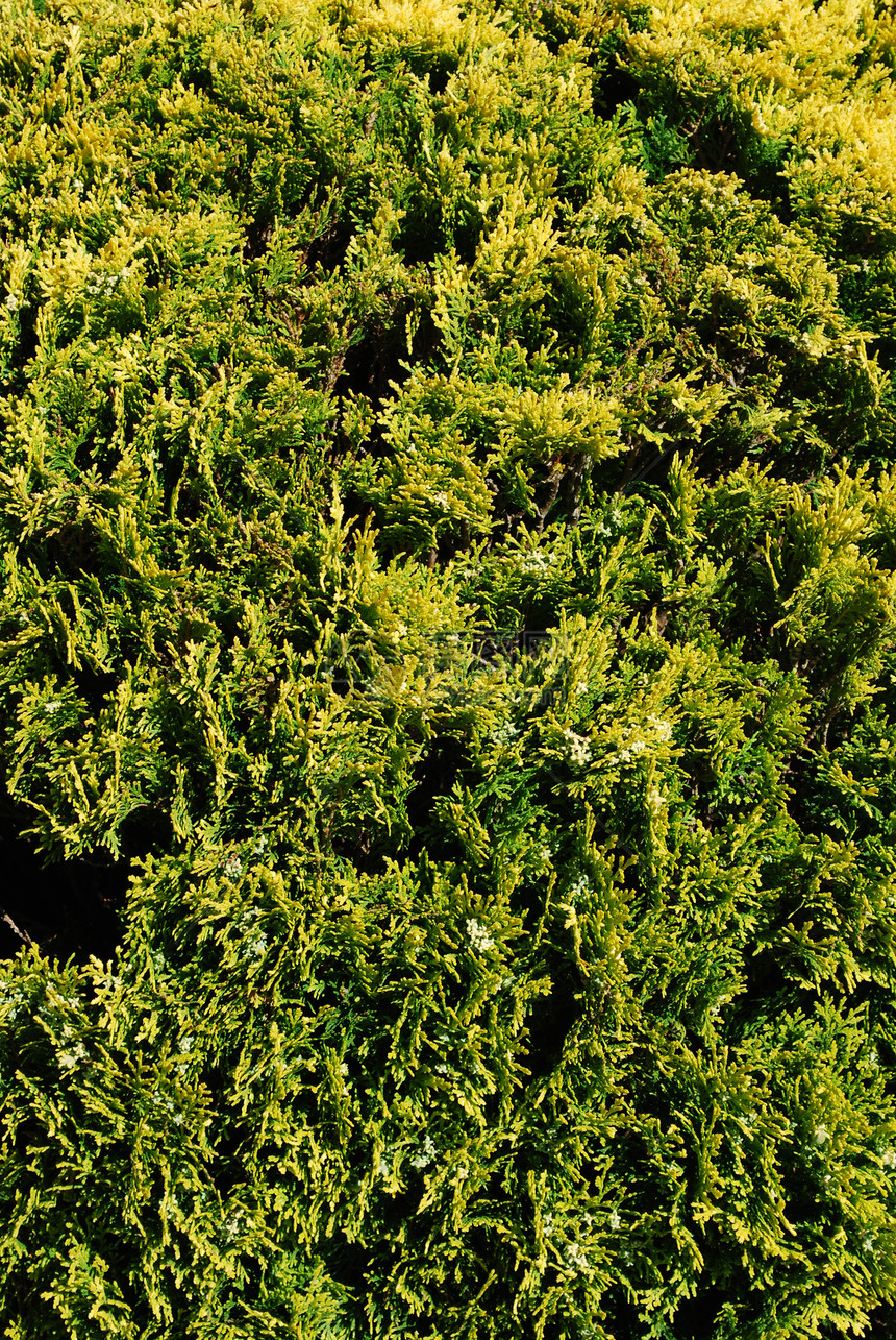 绿树灌木垂直衬套绿色公园生长蓝色花园风格天空环境装饰图片