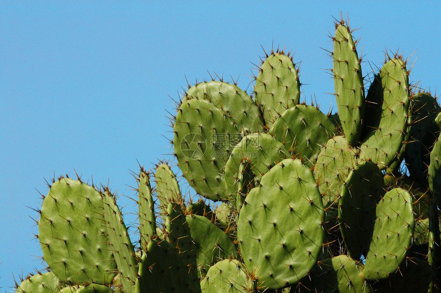 埃斯康迪多港的仙人掌生长详情沙漠蓝色植物天空肉质支撑绿色岛屿性质水果图片