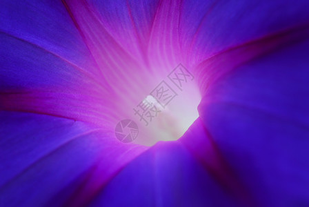 天蓝清晨光辉闪耀的伊波梅亚花朵荣耀装饰花瓣蓝色植物风格阴影植物群喇叭花花园背景图片