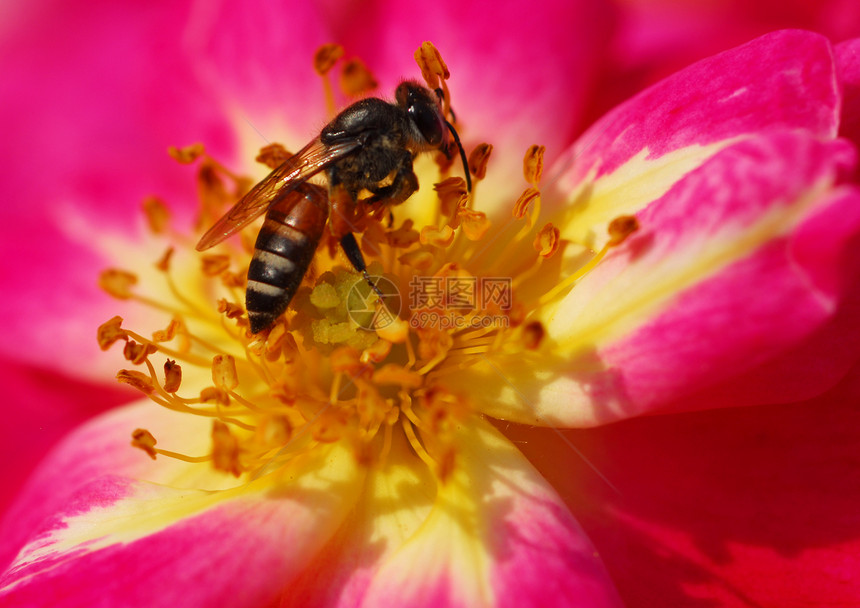 粉红玫瑰花上的蜜蜂阴影宏观植物群花瓣玫瑰装饰植物蜂蜜风格昆虫图片