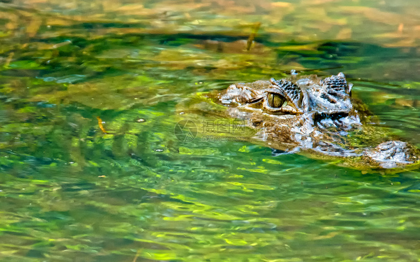 开曼语Name热带眼睛风景野生动物爬虫观光鳄鱼公园旅游图片