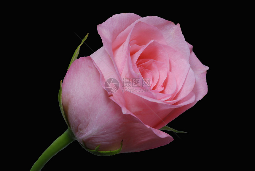 粉红玫瑰花花季节性园艺花园花艺风格粉色阴影装饰花瓣情人图片