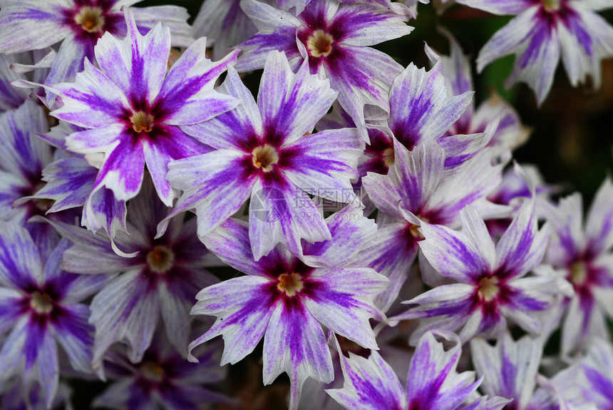白色紫色花花图片