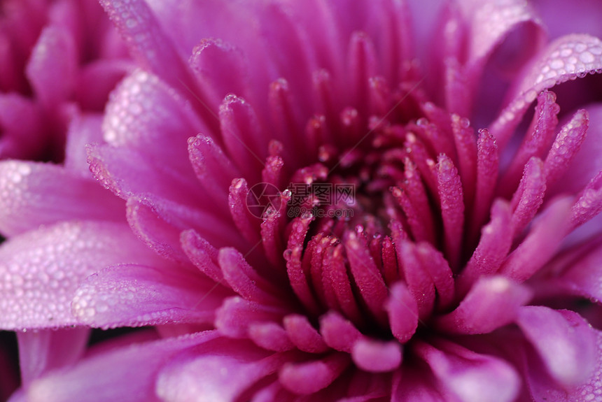 粉红菊花植物阴影植物群花园葵花装饰花朵园艺花瓣季节性图片
