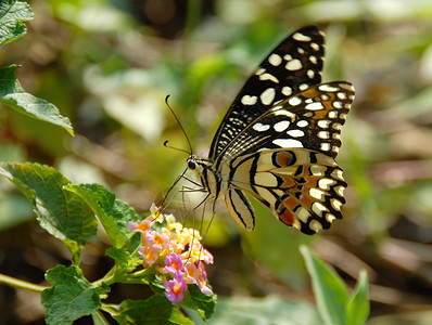 黑色白斑蝴蝶背景
