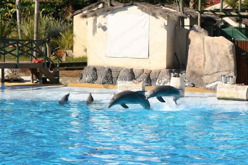 海豚跳跃瓶子脚蹼水池世界赛车哺乳动物海洋飞溅动物尾巴图片