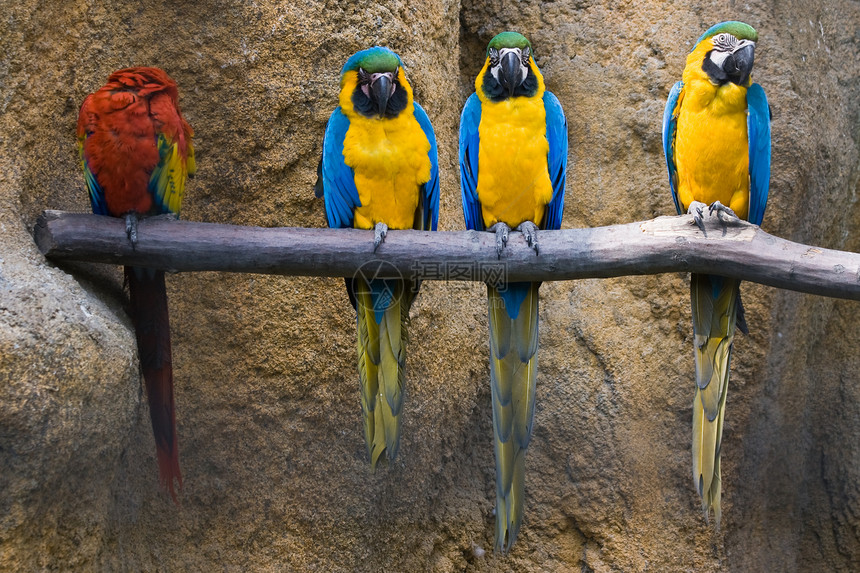 不同颜色动物群热带宠物荒野异国羽毛情调动物园黄色噪音图片