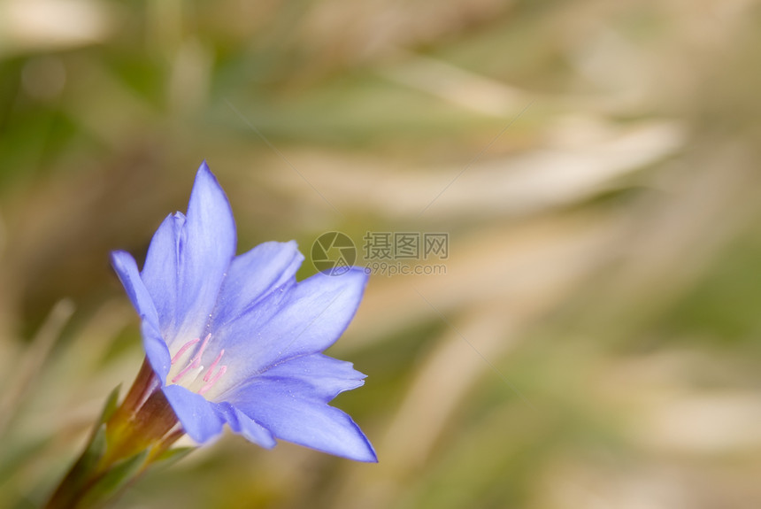 夏亚达人花瓣植被植物植物群荒野场地生长植物学草地宏观图片