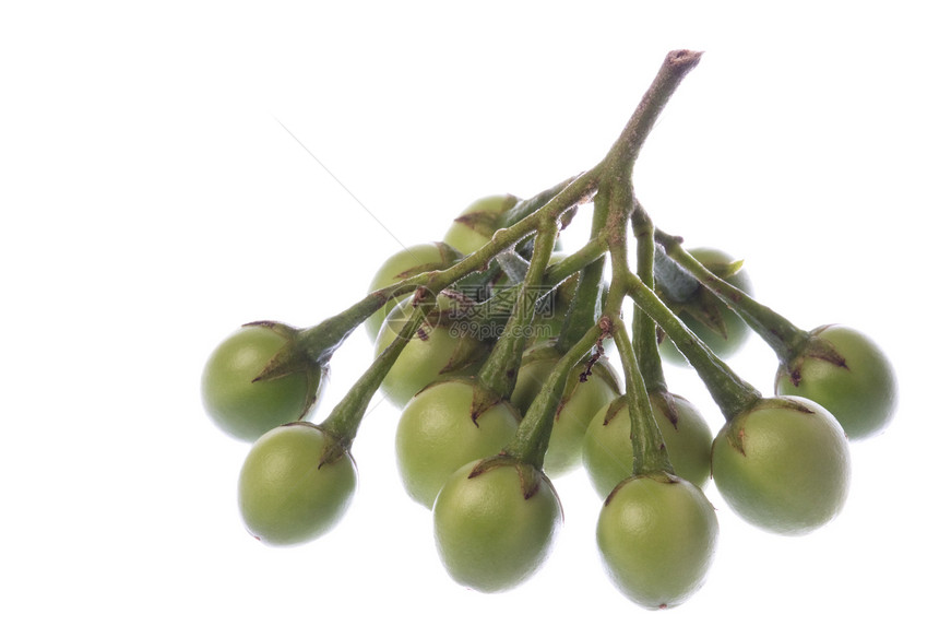 孤立的大型集成营养宏观植物蔬菜生产食物绿色茄子农业植物群图片