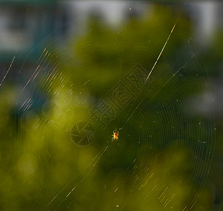 蜘蛛和网络漏洞陷阱太阳蜘蛛网背景图片
