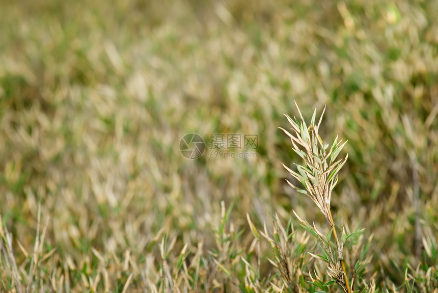 草原植物群花园国家草本植物植物场地农场叶子草地自然图片