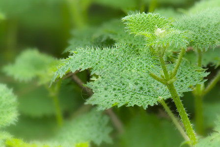 刺国家生长植物杂草花园树叶荨麻草本植物农村自然高清图片