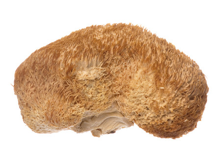 猴头蘑菇鬃毛植物群美食食物刺猬烹饪蔬菜农业草药生产高清图片