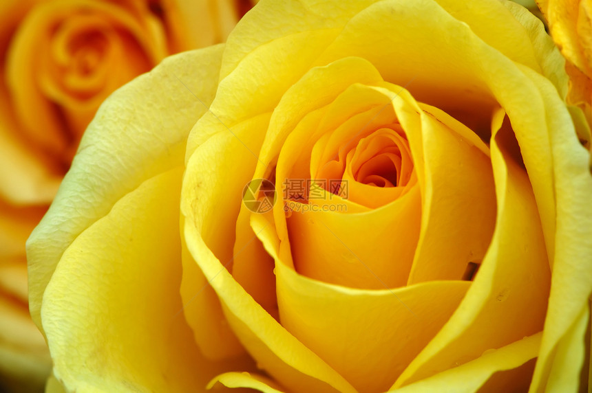 黄玫瑰念日玫瑰花园铭文黄色香味情人花瓣香气图片