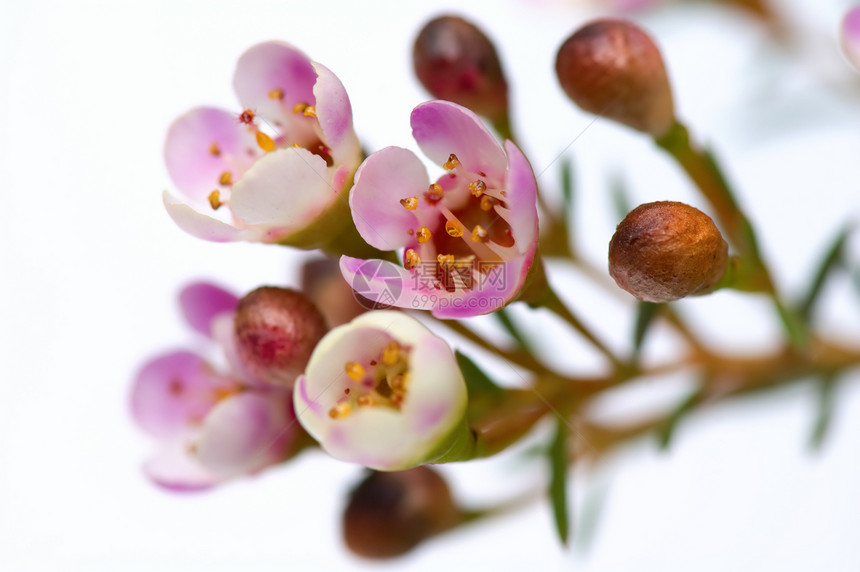 粉花花风化种子花瓣植物植物学艺术荒野叶子粉色墙纸图片