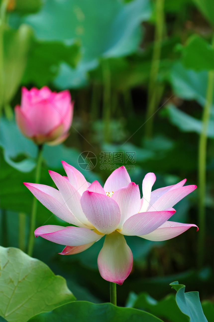 开花莲花情调植物百合异国莲花状花瓣繁荣核桃属花萼荷花图片