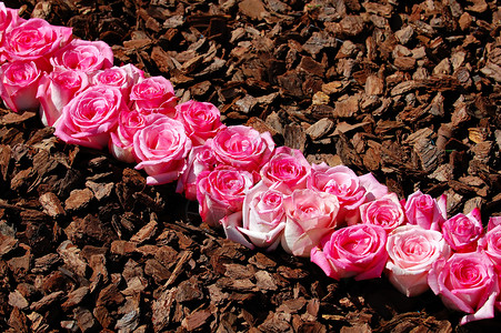 粉红玫瑰线花园情人铭文棕色粉色香味花瓣玫瑰念日香气背景图片