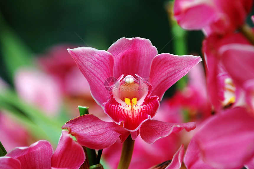 粉红色兰花生物学生态芦荟繁荣热带花瓣兜兰风化叶子紫色图片