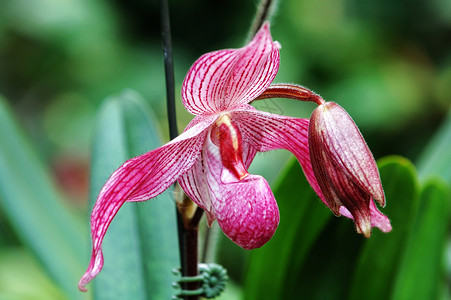 粉色女士拖鞋兰花栽培热带花瓣雌蕊草本植物兜兰生物学杓兰荒野繁荣背景图片