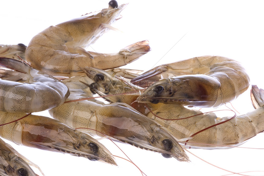 较孤立的大型贝类饮食动物海洋甲壳对虾食物营养美食宏观图片