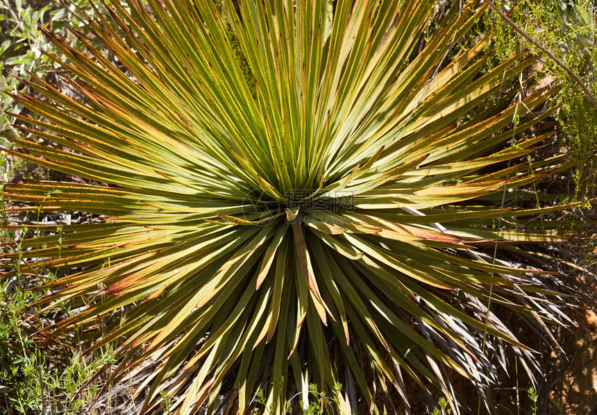安萨-波雷戈沙漠中的世纪植物仙人掌图片