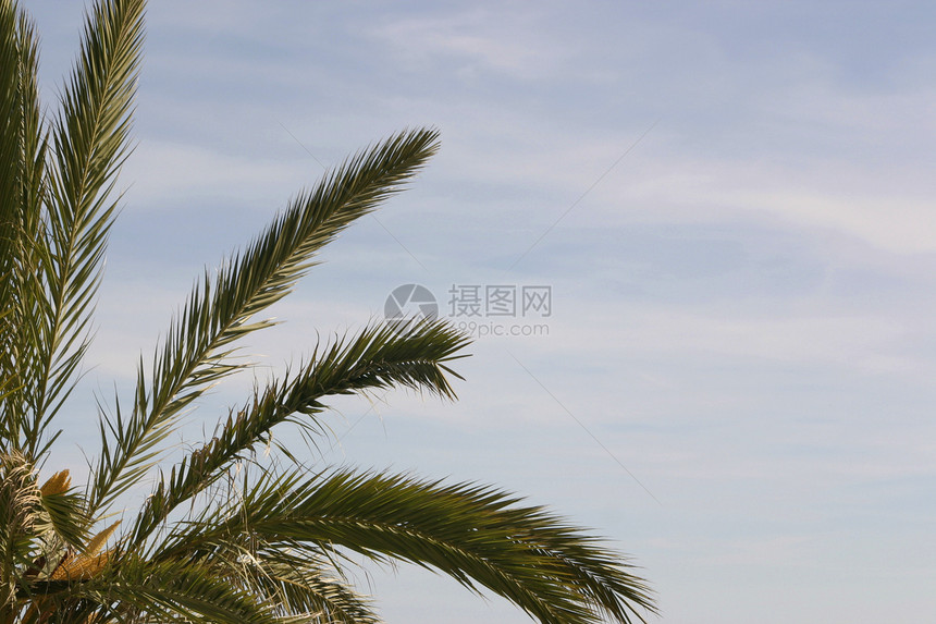 椰枣树叶绿色热带花园叶子假期植物棕榈树木蓝天图片
