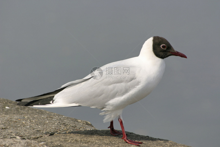 黑头海鸥翅膀海岸线海洋生物野生动物图片