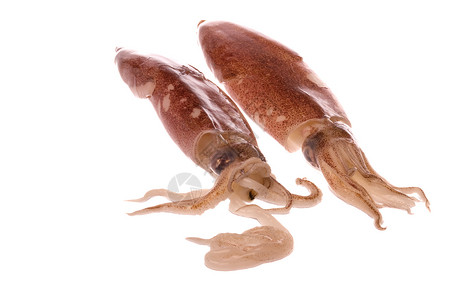 孤立的新鲜鱿鱼乌贼触手午餐烹饪美食海鲜市场宏观章鱼海洋背景图片