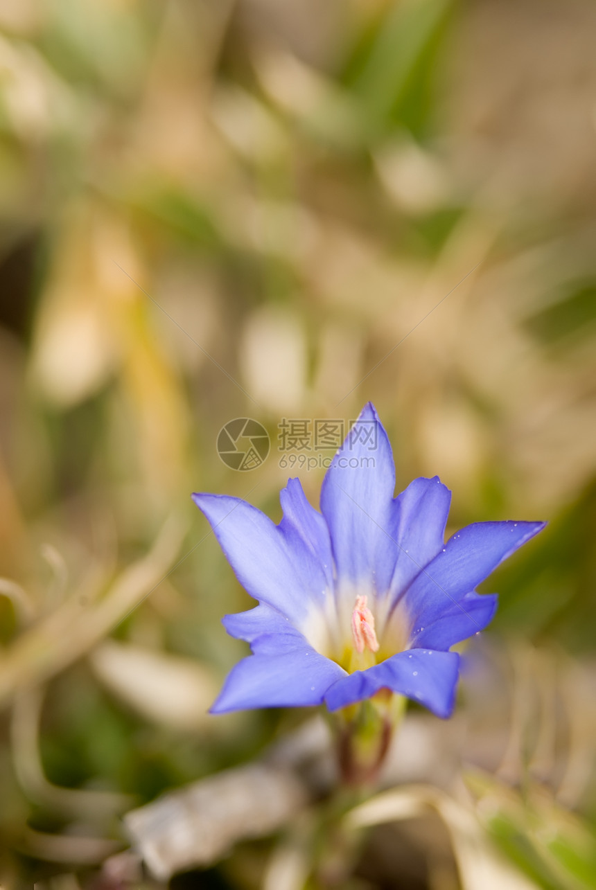 夏亚达人生活植被场地植物群生长宏观季节花瓣荒野蓝色图片