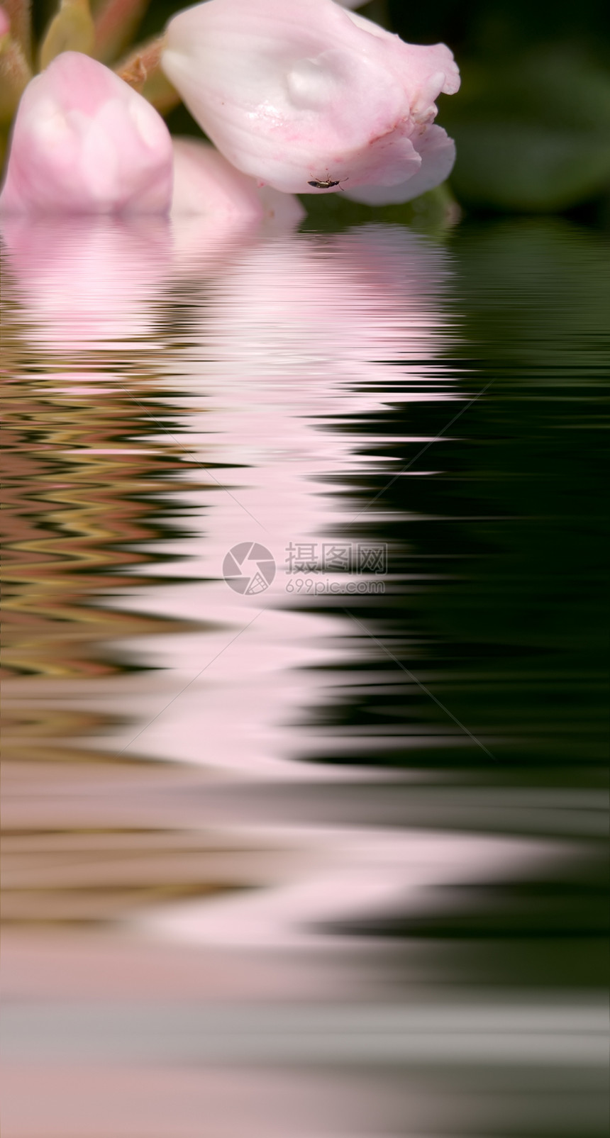 花的花朵灌木团体季节性圆形衬套植物学森林园艺植被植物图片