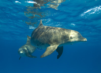 好奇斑点海豚背景图片