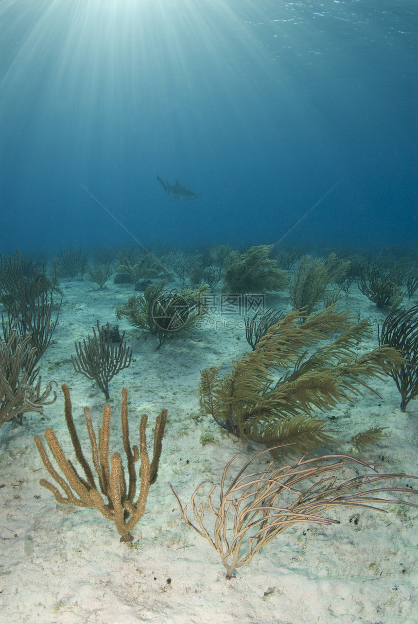 软珊瑚海景蓝色海洋生物盐水棕色潜水海水野生动物海洋图片