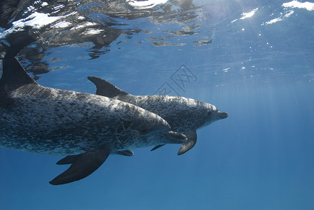 海豚海狮斑点多尔芬对角背景