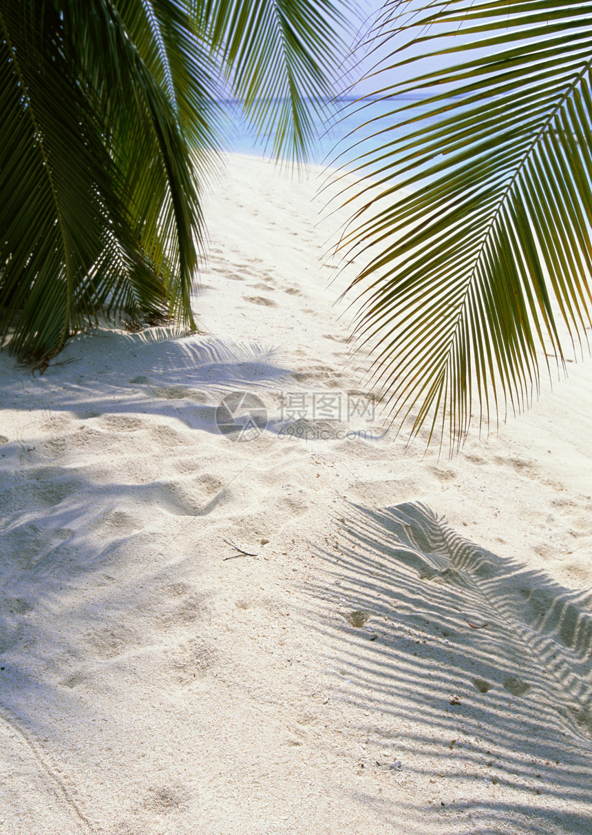 热带热带视图海滩海景图片