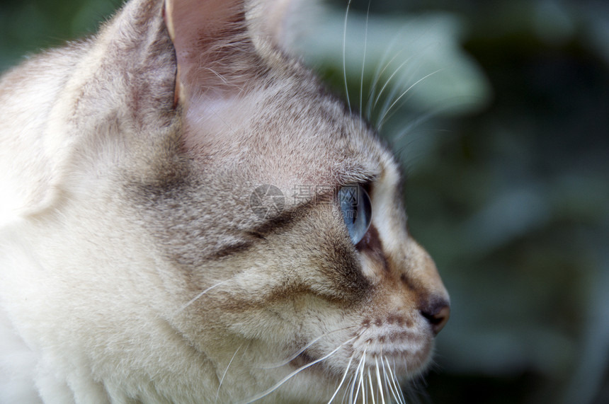 Bengal 猫毛皮眼睛小猫短发花园绿色棕色猫咪宠物胡须图片