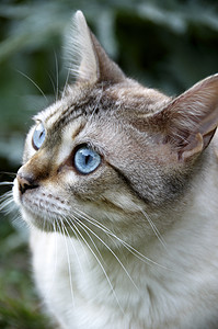 棕色斑猫孟加拉绿色的高清图片