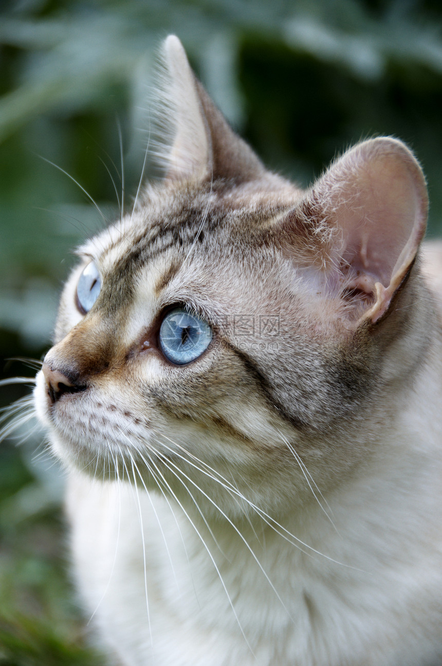 Bengal 猫花园小猫猫咪棕色绿色眼睛短发胡须毛皮宠物图片