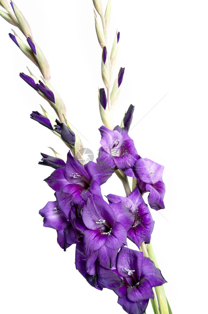 格拉迪奥卢斯粉色紫色植物群花瓣宏观白色图片