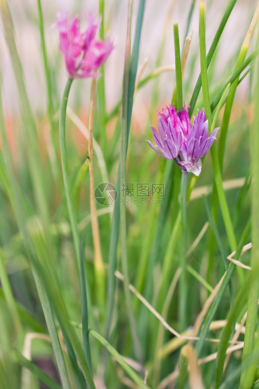 小紫花花紫色季节生活宏观花瓣叶子绿色植物花园活力图片