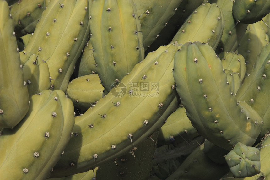 仙地背景花园沙漠脊柱生长绿色荒野植物植物学肉质多刺图片