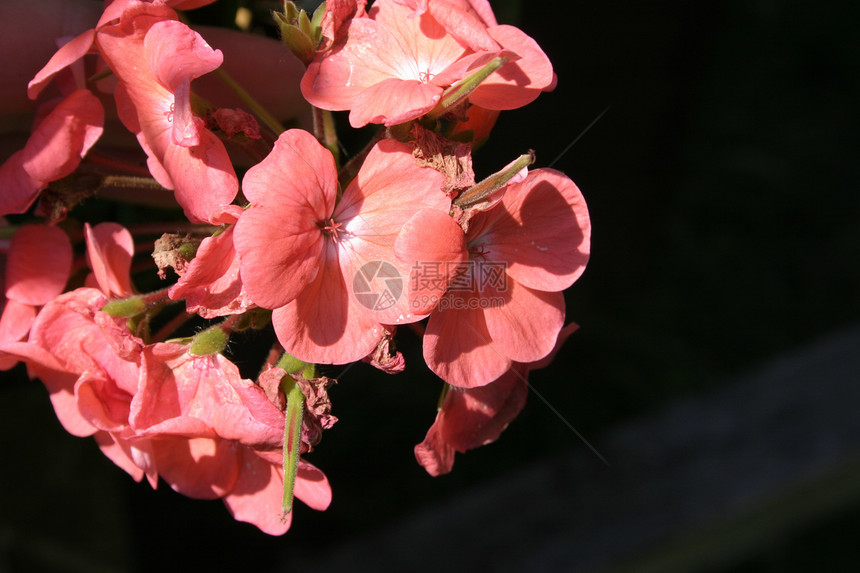 天竺葵植物群花头星花寝具圆叶播种花园篮子集装箱树叶图片