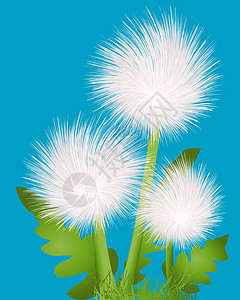 蒲公英种子花层植物学脆弱性插图植物群生育力生活种子生物学飞行漂浮插画