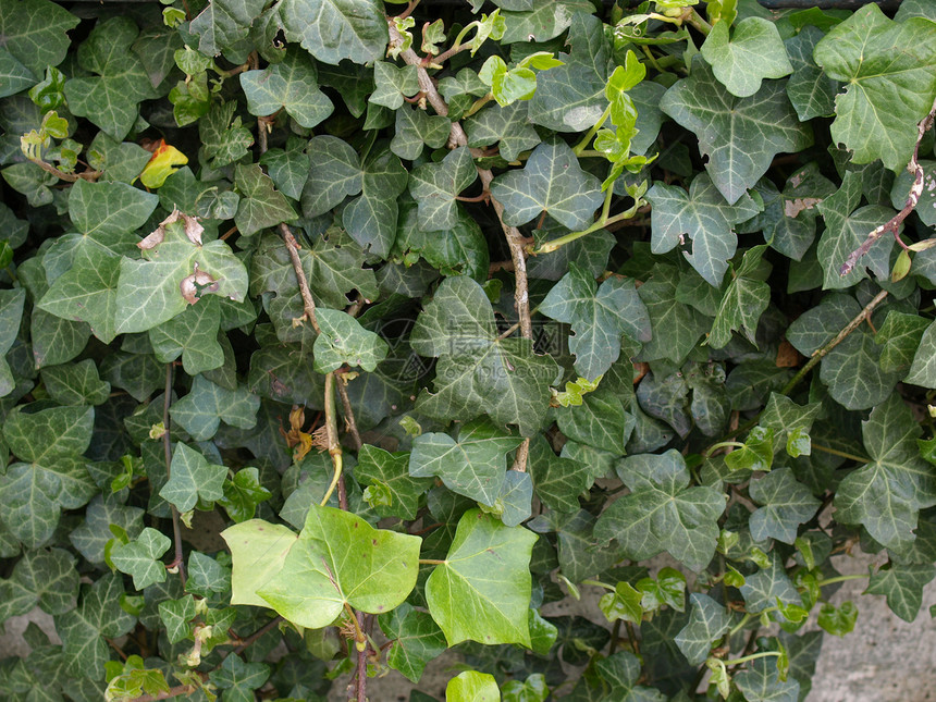 常春藤树叶植被绿色材料绿色植物植物图片