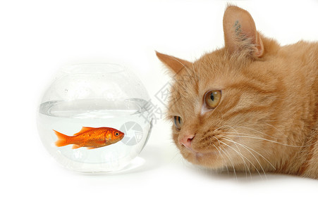 猫和金鱼猫和很多鱼高清图片