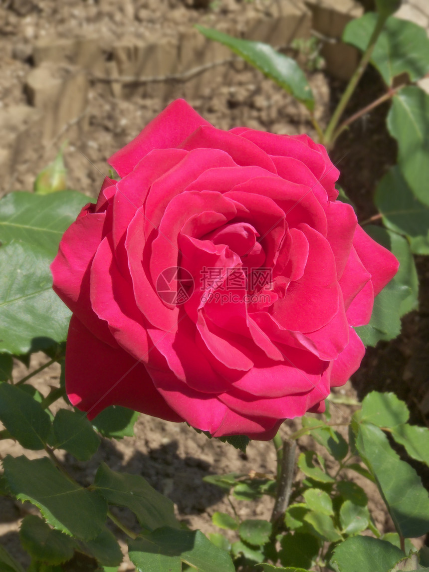 红玫瑰微距摄影植物花瓣花朵红色树叶植物群花园宏观图片