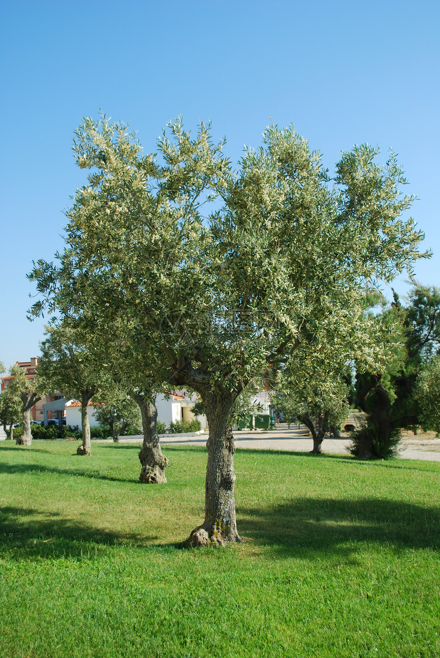 葡萄牙橄榄油树图片