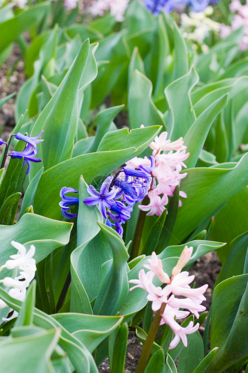 风信子花植物植物学紫色生长叶子花园花瓣花朵蓝色园艺图片