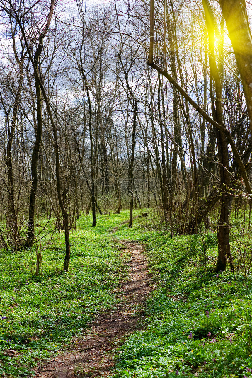春公园的足迹树干环境叶子森林草地车道蓝色季节阳光生长图片